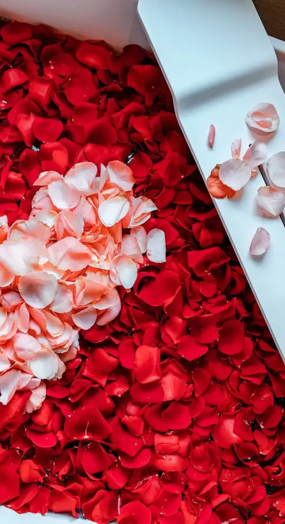 5 Star Superior Romantic Getaway With Breakfast Experience In Botanic Sanctuary Antwerp 2 1